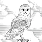 Owl Illustration