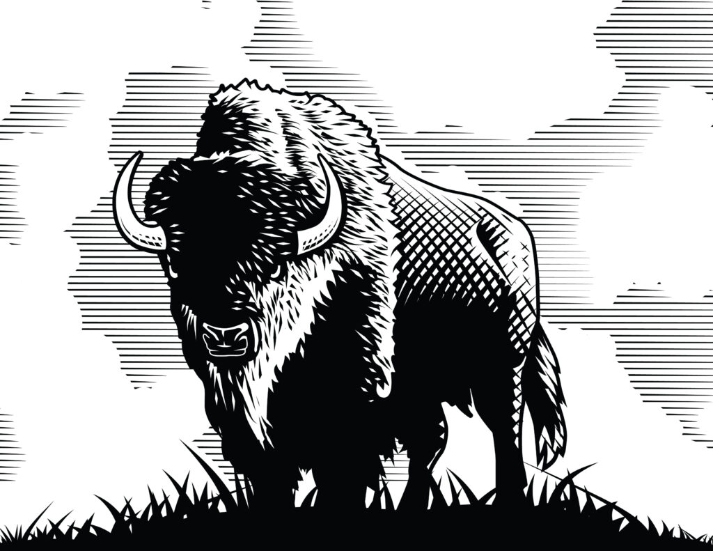 Buffalo, Bison, Illustration